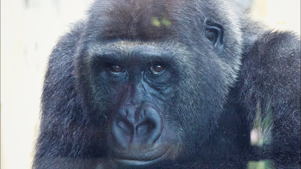 Gentaro the Young Male Gorilla is a kind-hearted who loves his family. Kyoto Zoo