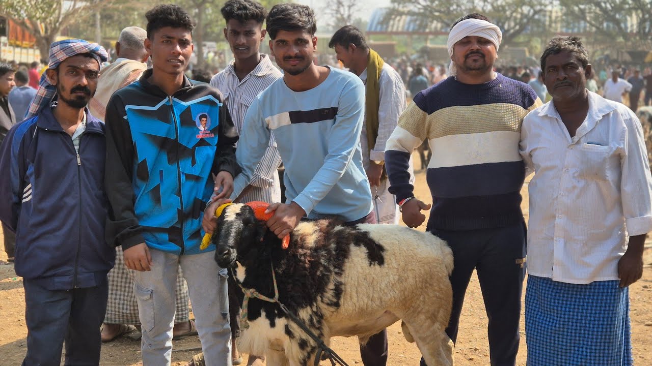 Ranebennur sheep and goats market update Every Sunday morning bazar Karnataka India