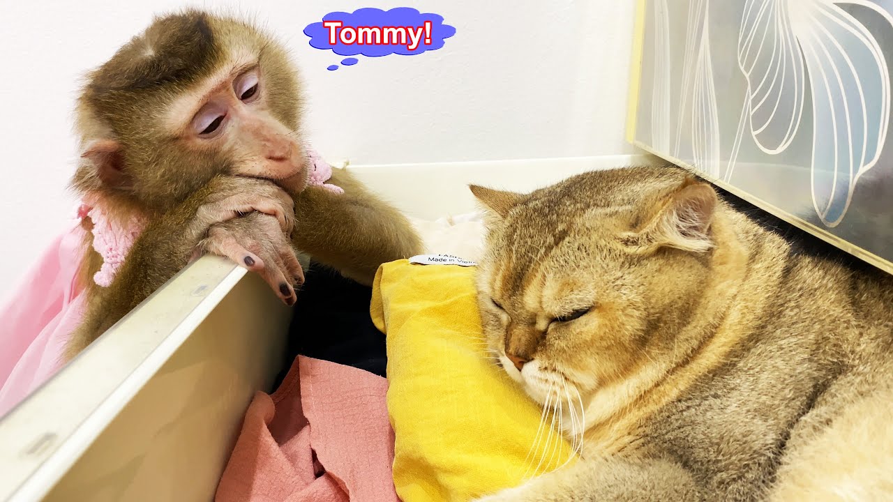 Monkey Lyly wonders why Tommy the cat sleeps in her mother's clothes and her adorable actions.