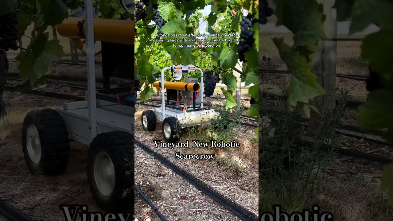 New Automated Scarecrow Protects Grapes