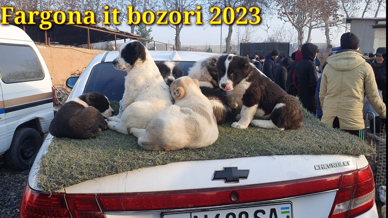 Fargona BESHBOLA IT bozori narxlari ALABAY KUCHUKLARNI JUDA ZORLARI KELDI albatta koring