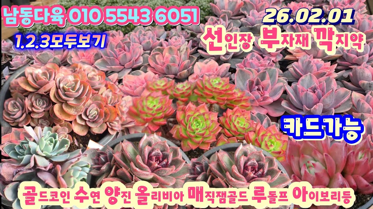 남동다육(4) 착한묵둥이 에어니옴 선인장 부자재 깍지약등 (1.2.3몰아보기)