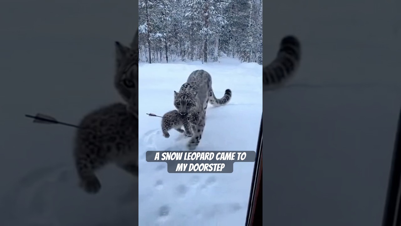 Снежный барс пришёл к моему порогу. #животные #животные #снежныйбарс #спасение #шорты