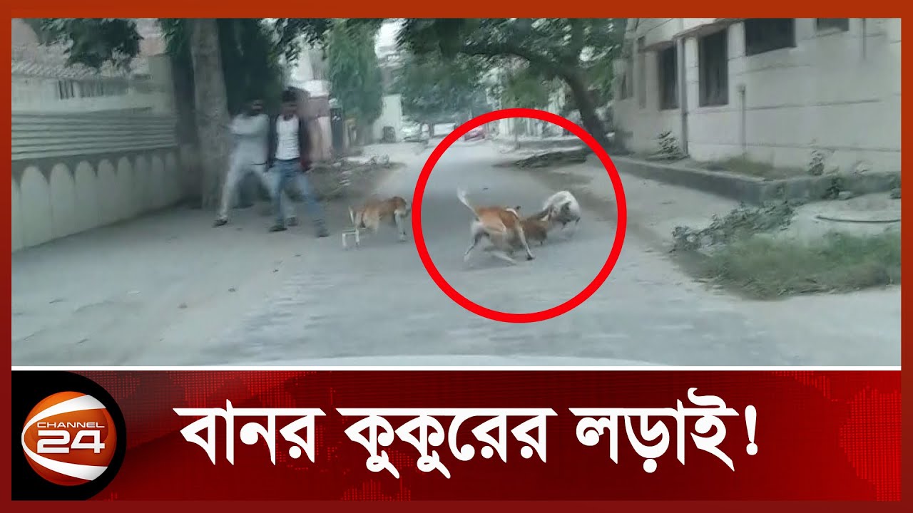 তিন মাসে আড়াইশো কুকুরছানা হ-ত্যা | Monkey & Dog Fight | Channel 24