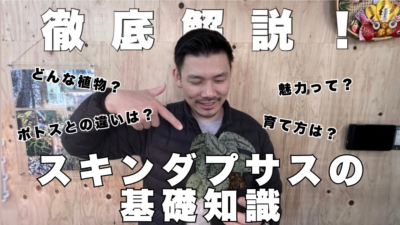 【徹底解説！】スキンダプサスの基礎知識