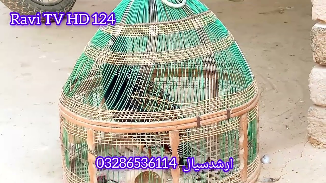 پنجابی تترvideo fiar you ffngrinx mvdyru nbvkdr  faithful kairan 
