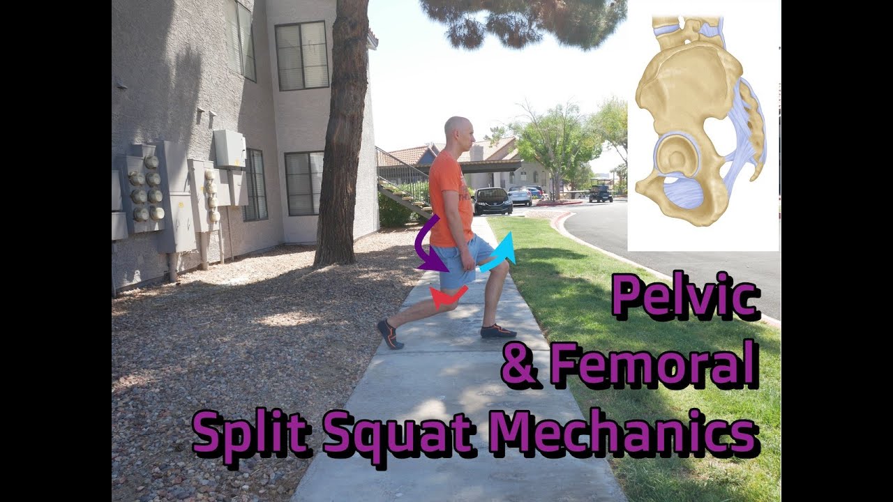 Pelvic and Femoral Split Squat Mechanics