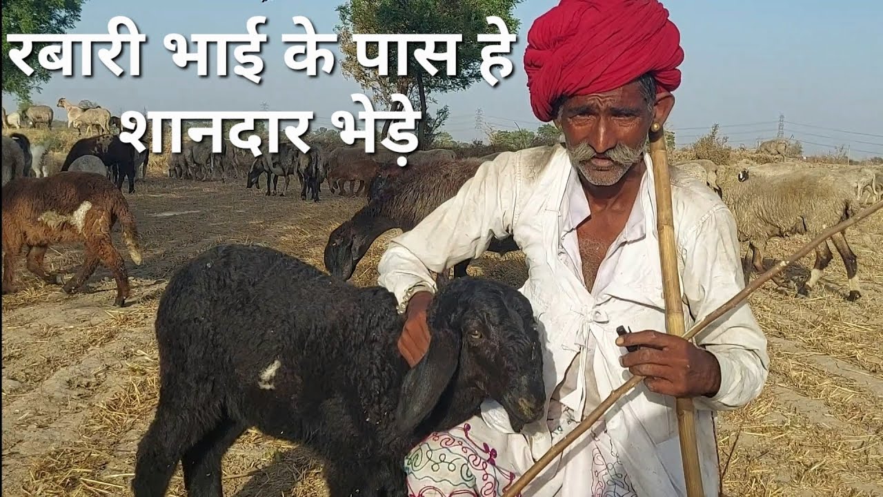 अब दिल्ली में आए भेड़ो के साथ रबारी भाई || 7082798182 ||