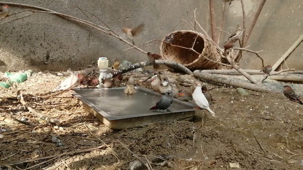 شاهد انواع الطيور النوادر وهيه تستحم داخل المحميه لعيونكم