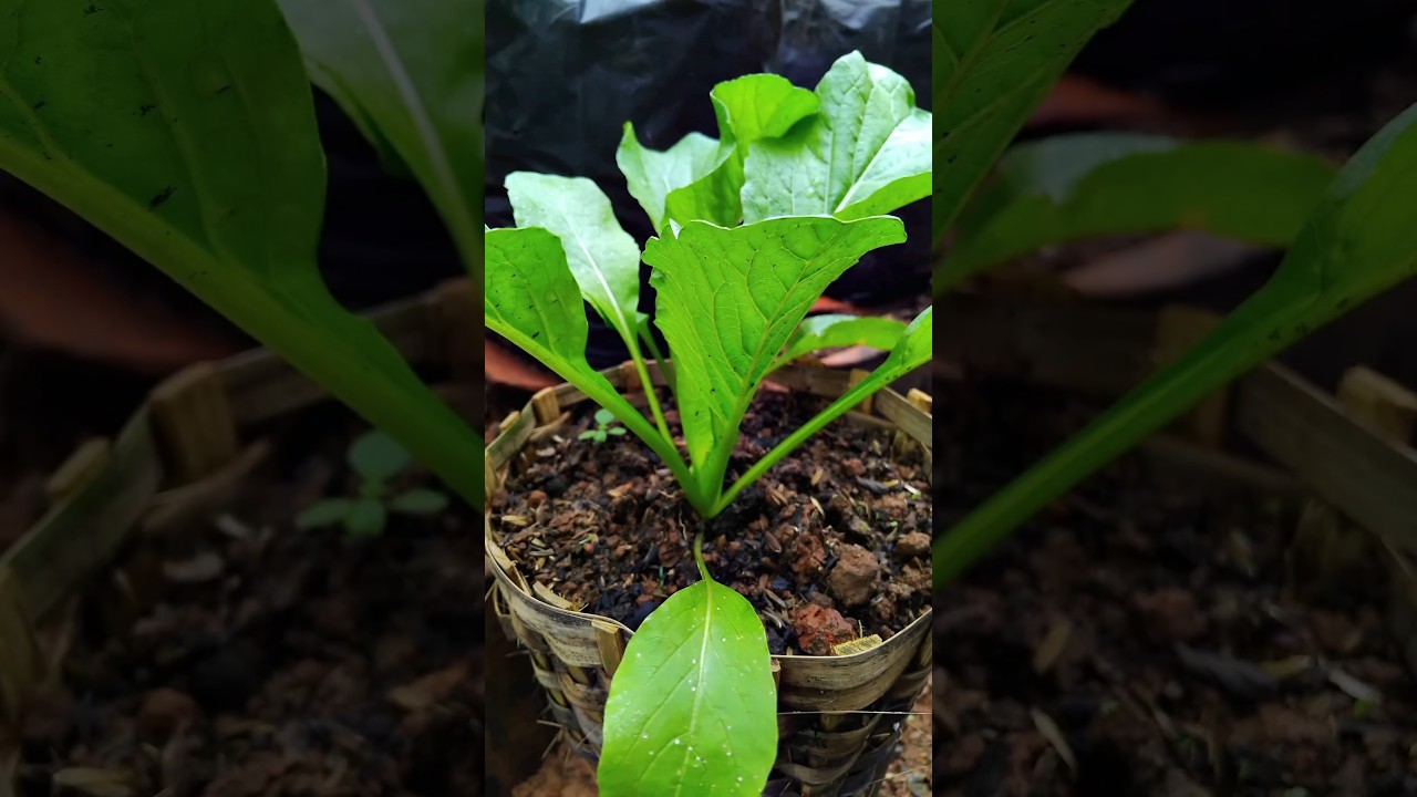 cara supaya sawi hijau cepat subur dan gemoy