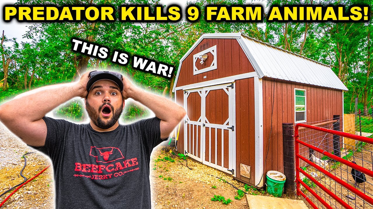 Predator ATTACKS My BACKYARD Farm and KILLS 9 Animals in 1 NIGHT!!! (THIS IS WAR)