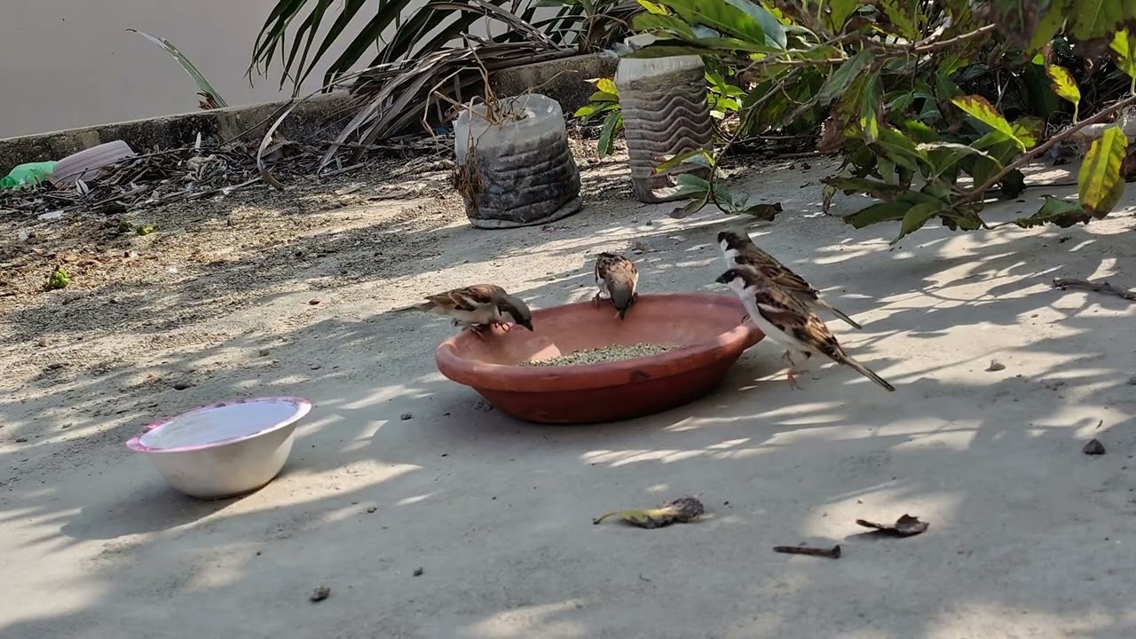 Relaxing Bird Feeding | Hundreds of Sparrows and Pigeons Eating | The Bird Buffet