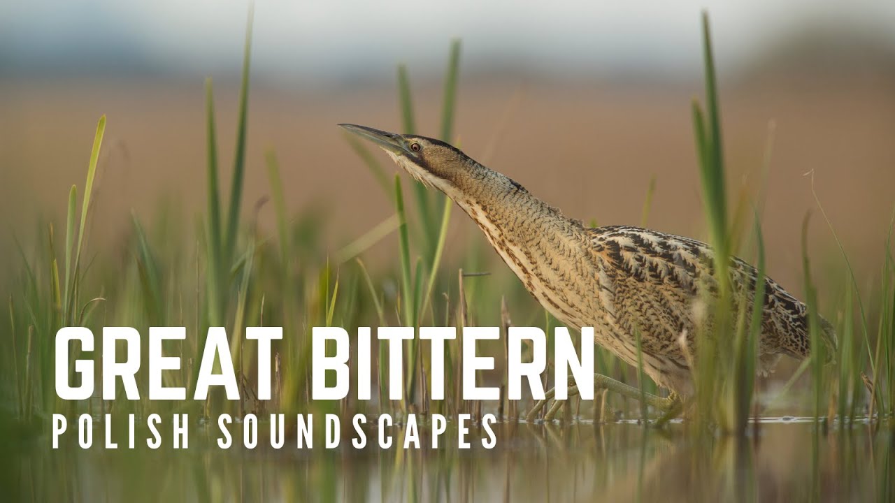 Great bittern booming accompanied by amphibians | głos Bąka