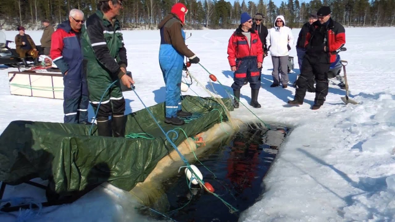 Winter seine fishing - Lake Saimaa