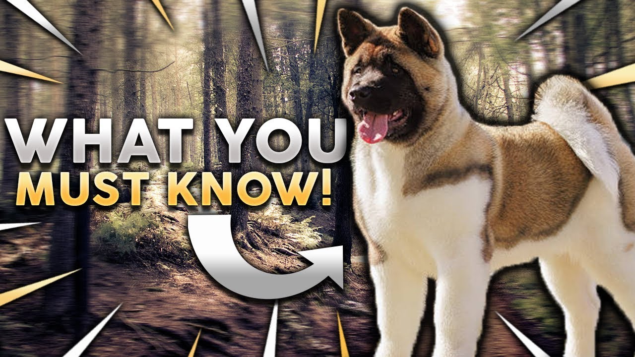 AKITA 101! Everything You Need To Know About Owning A Akita Puppy