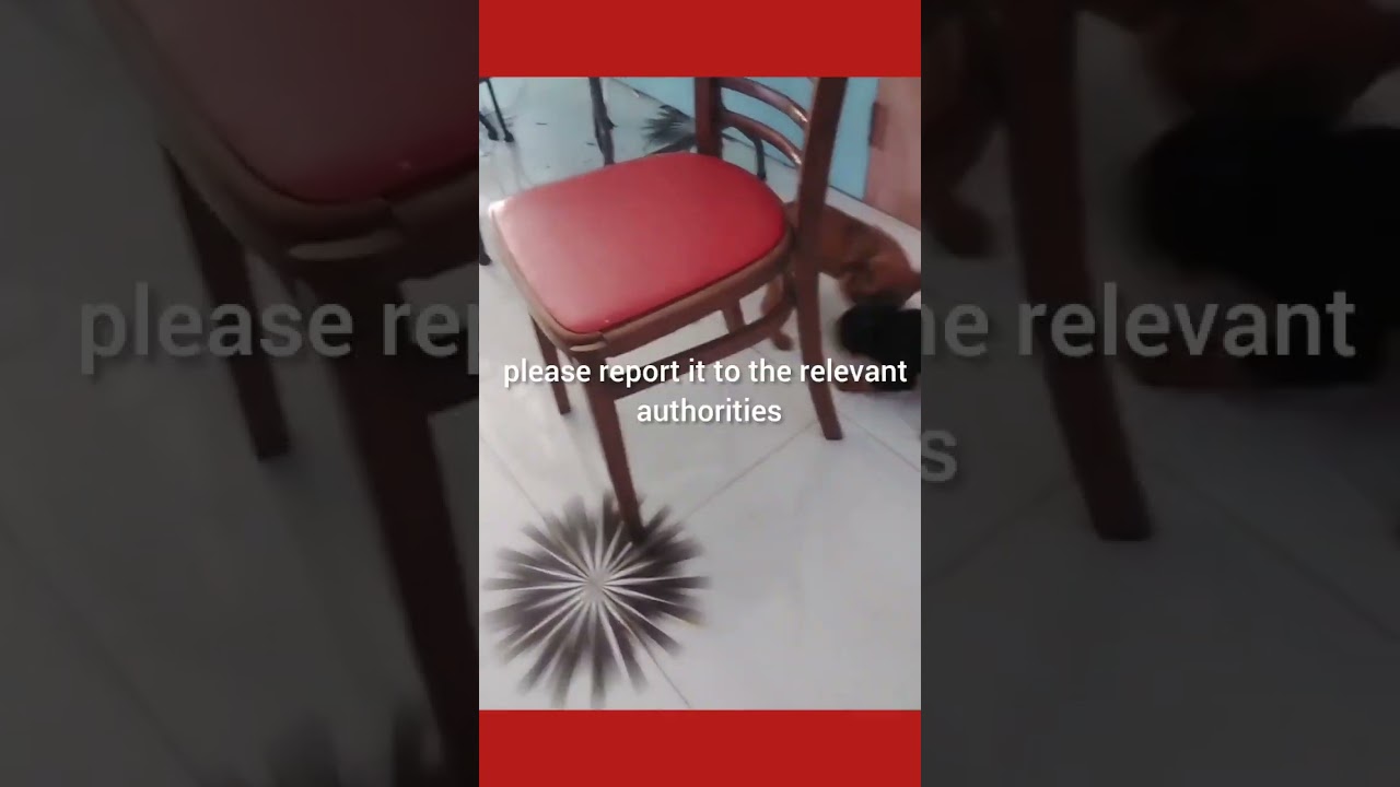 They Chose Me! My Dogs #instadogs #doglovers  #shortsfeed #puppyplaytime #viral #truelove