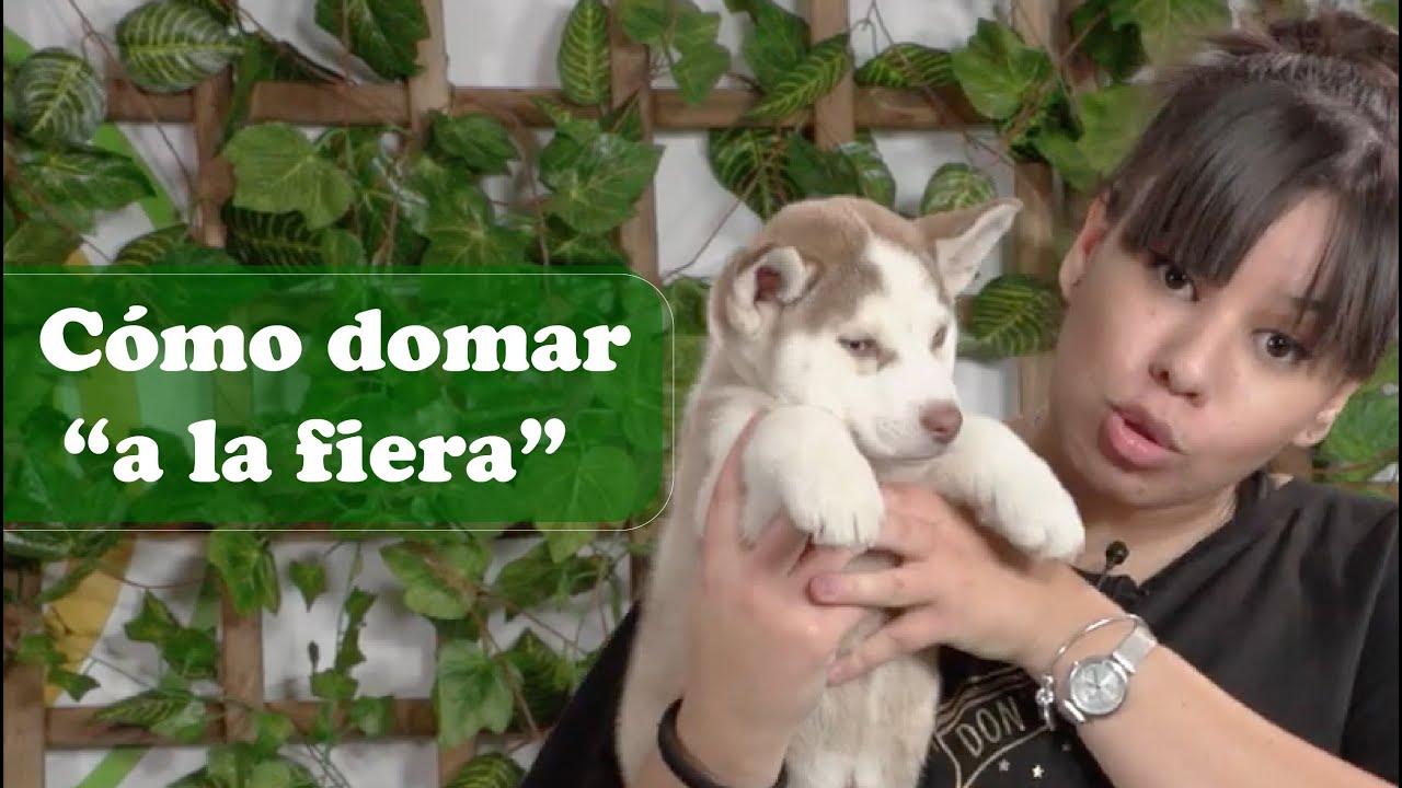 Cómo EDUCAR a un cachorro [Técnicas infalibles]