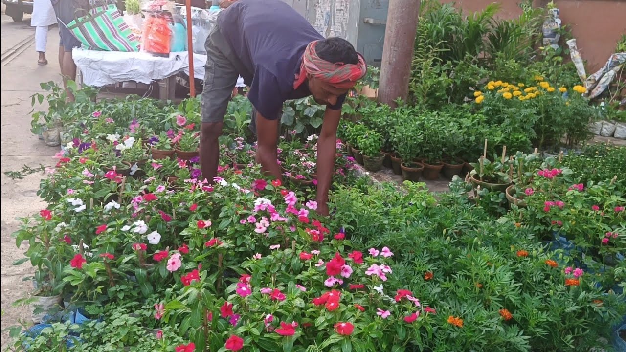 10 November Galiff street Plants Market On Sunday Morning Visit On | Winter Season Flower 🌱Plants