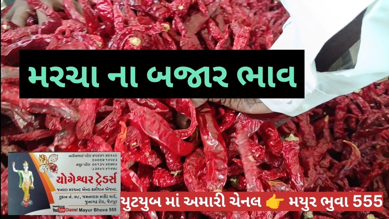 મરચા ના બજાર ભાવ/February 20, 2026/live marcha ni harragi/APMC marketing Yad/20.02.2026