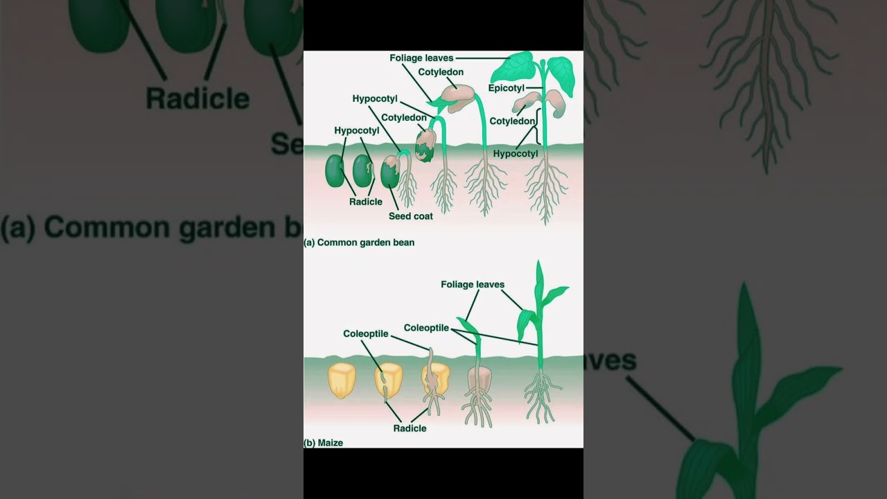 Seed Germination Stages: Common Bean 🌱 vs Maize 🌽 | Plant Growth Explained!