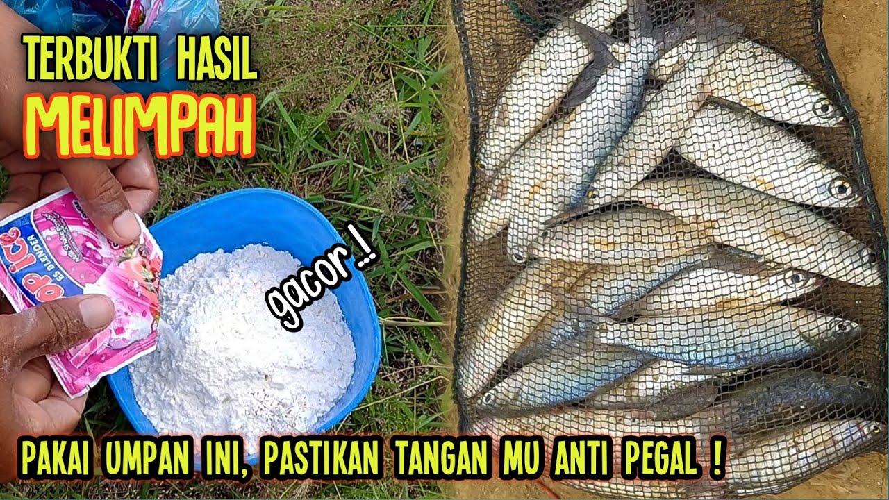 racikan umpan jitu dan ampuh ikan belanak, ikan bandeng || terbukti hasil melimpah !!