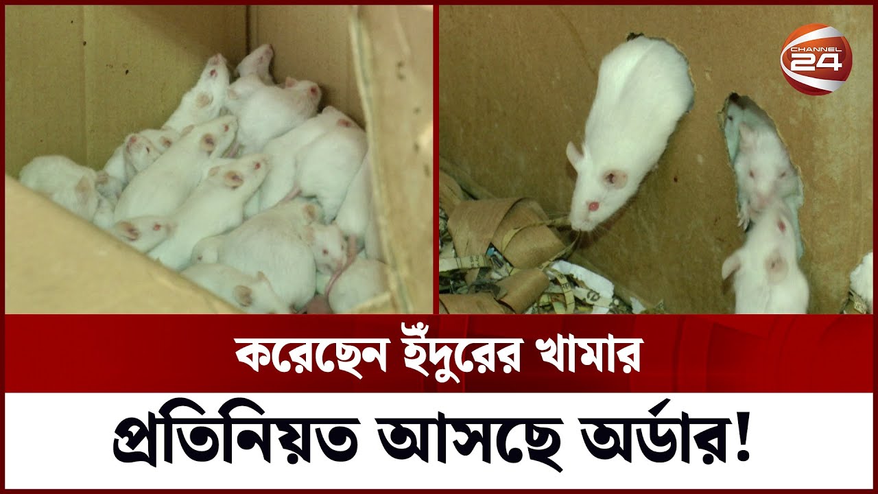 ইঁদুরের খামার থেকে আয় লাখ টাকা | Rajshahi Rat Farm | Rat Farm | White Rat | Channel 24