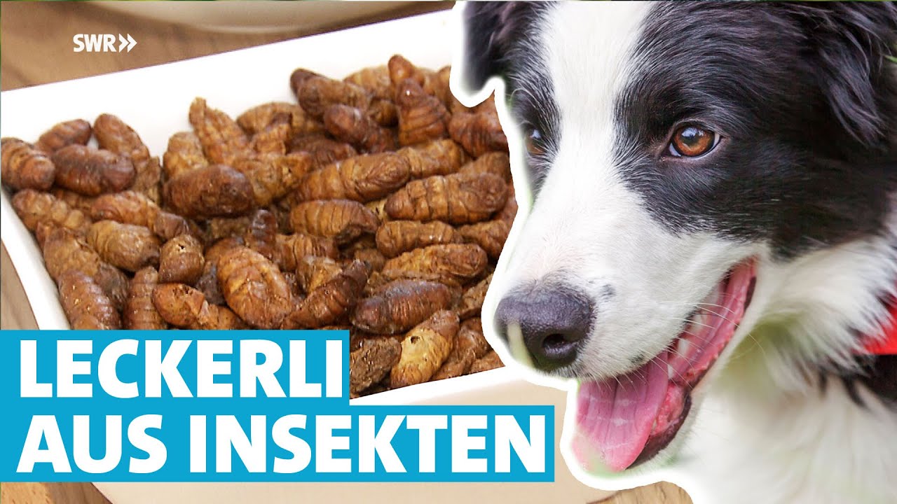 Tierfutter aus Insekten für Hunde mit Allergien geeignet