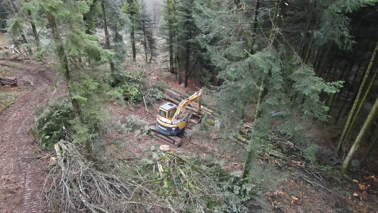 Coupe rase de la forêt sur la commune de Vauxrenard