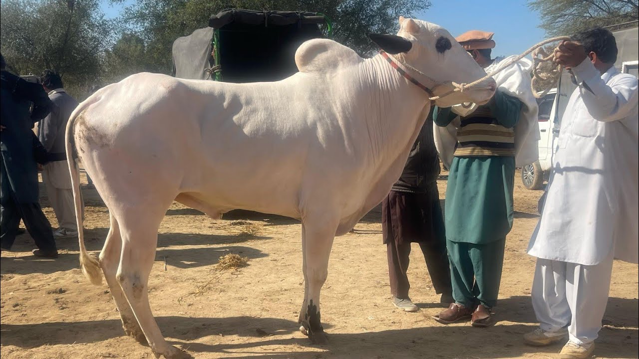 domail mandi latest update ll part 2 ll taxila mandi ll jamil tv ll