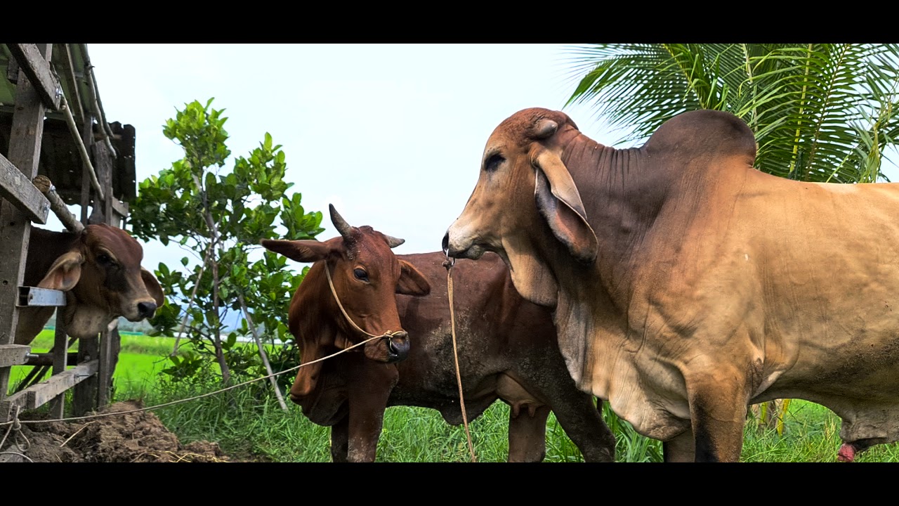p.giống brahman lh0938037983