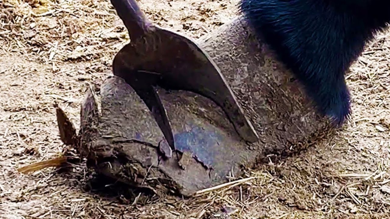 The Donkey Walked On Its Instep, And The Master Repaired It With Scissors And A Large Shovel