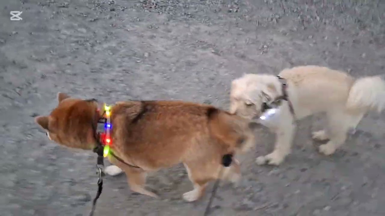 ちょっとだけいつもと違うコース行ってきたよ🐕🐶✨#柴犬#柴プー#可愛い犬#犬の居る生活