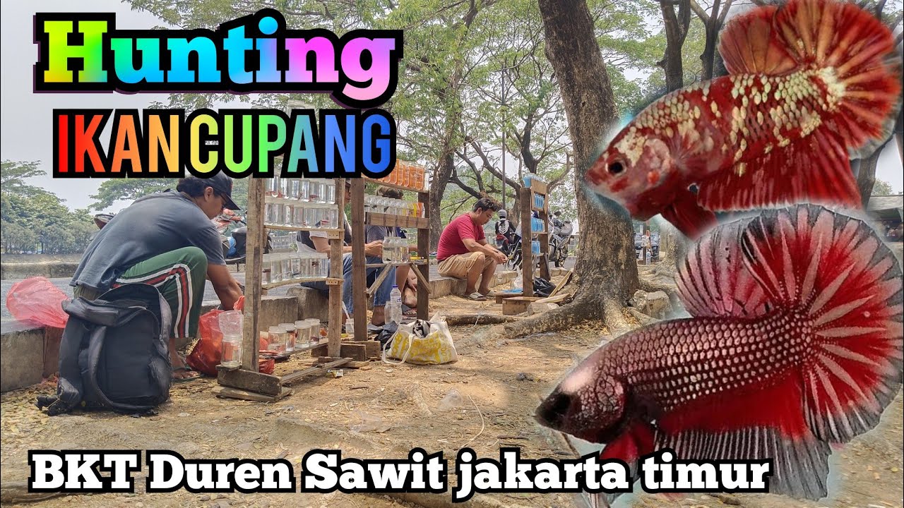 Hunting ikan cupang dapat RGG Murah.. 😅