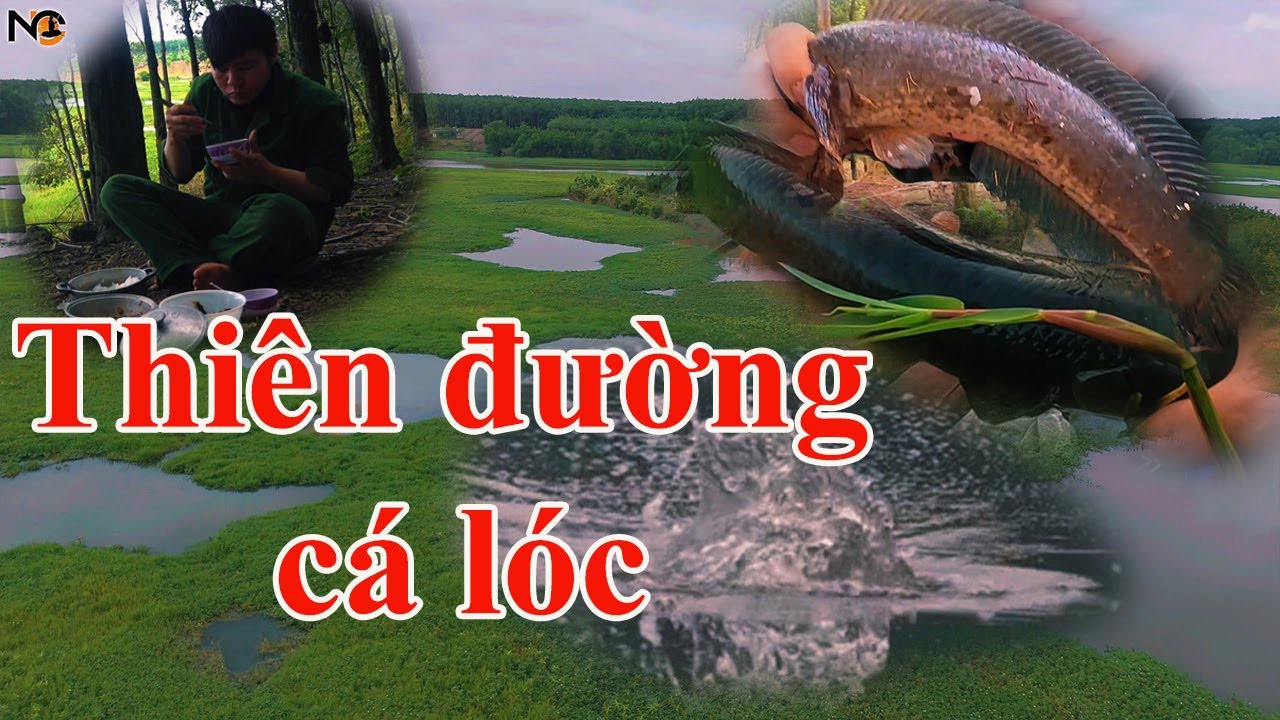 Bãi câu tuyệt đẹp cá đớp liên tục