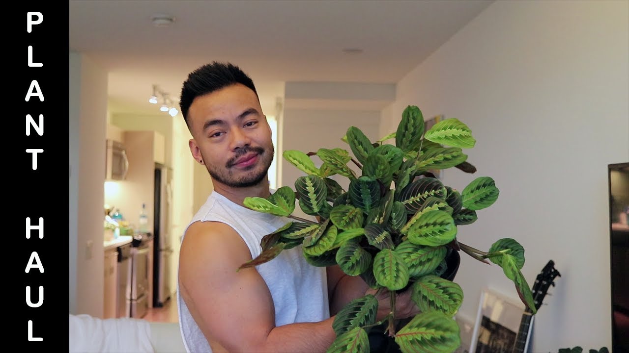 Plant Haul - Prayer Plant, Fittonia, Wandering Jew, Calathea