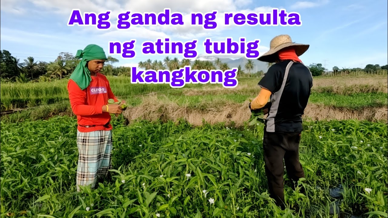 Tubig kangkong ang ganda ng naging resulta