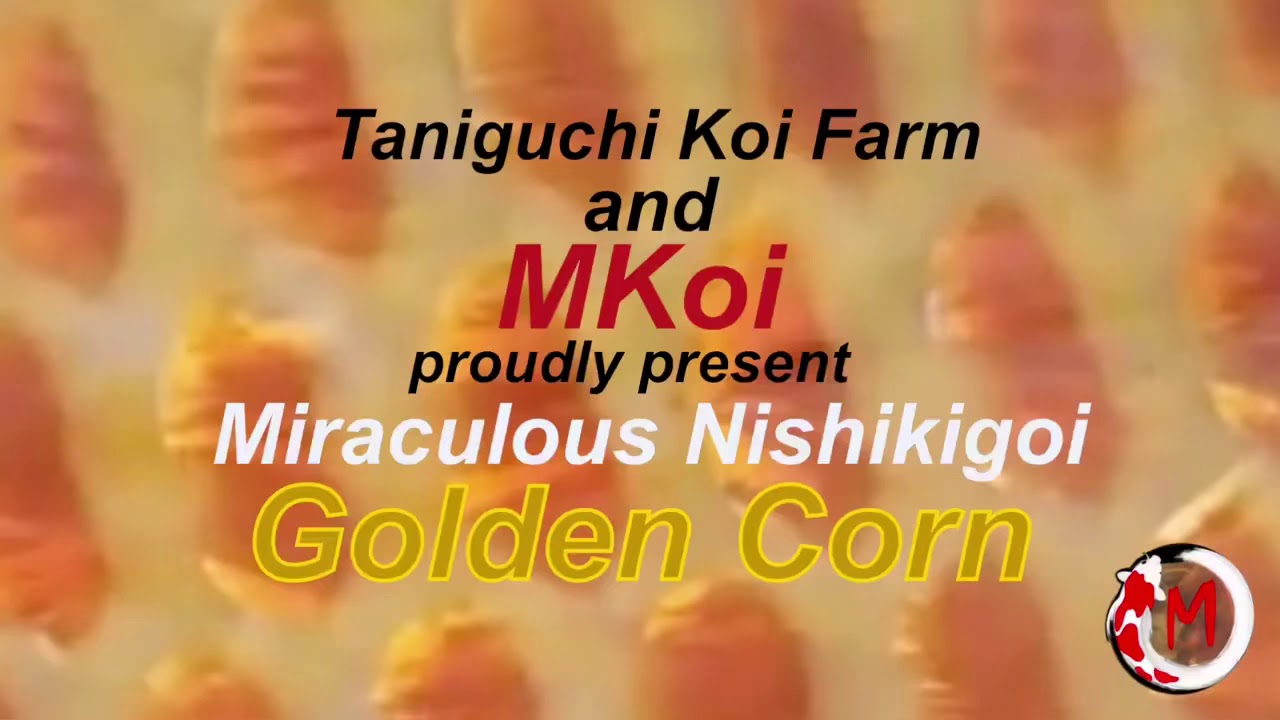 Mkoi Growth Out Event Golden Corn