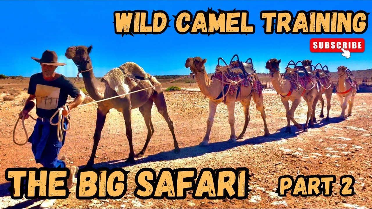 Wild camel training. The Big Safari preparation. Part 2