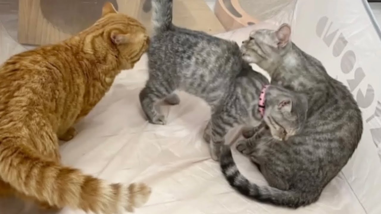 2回目のワクチン接種から帰宅した子猫のぎんちゃん💓