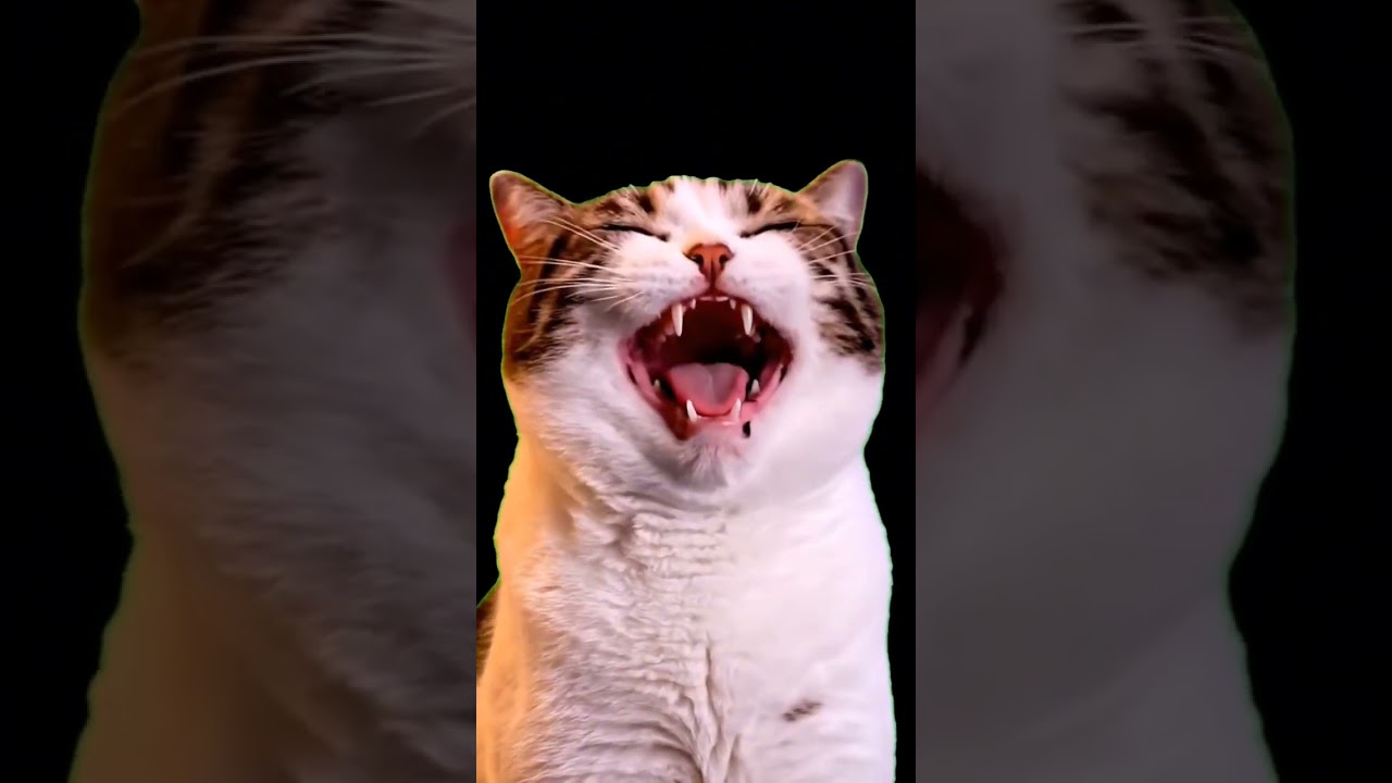 When Cat Logic Goes Too Far 😹 