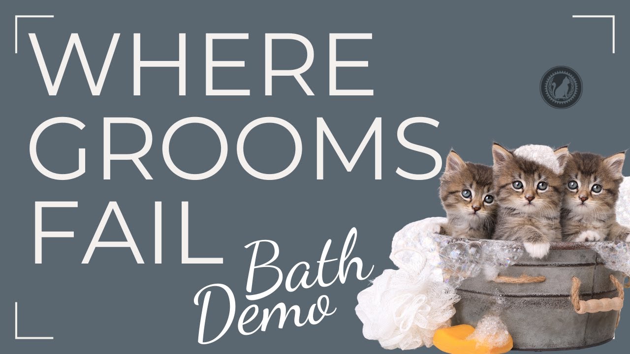 Cat Grooming Demo: How to Introduce Cats to the Bath + Pro Handling Techniques