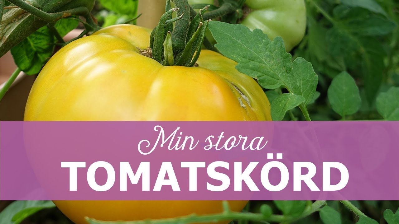 Min stora tomatskörd