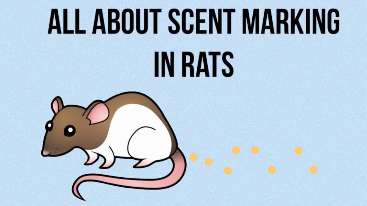 All About Scent Marking In Rats