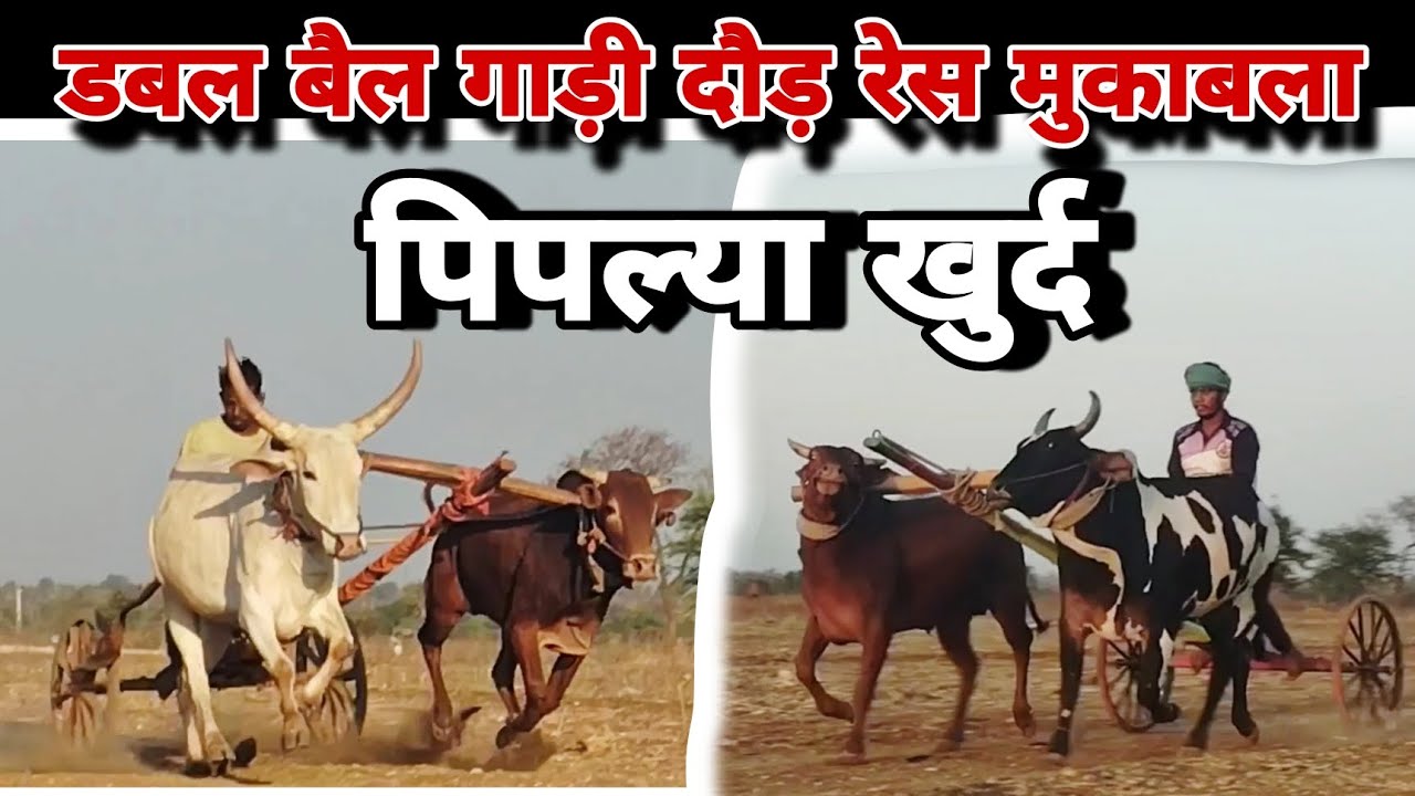 डबल बैल गाड़ी दौड़ रेस मुकाबला पिपल्या खुर्द खण्डवा मध्यप्रदेश। Village vlogs |