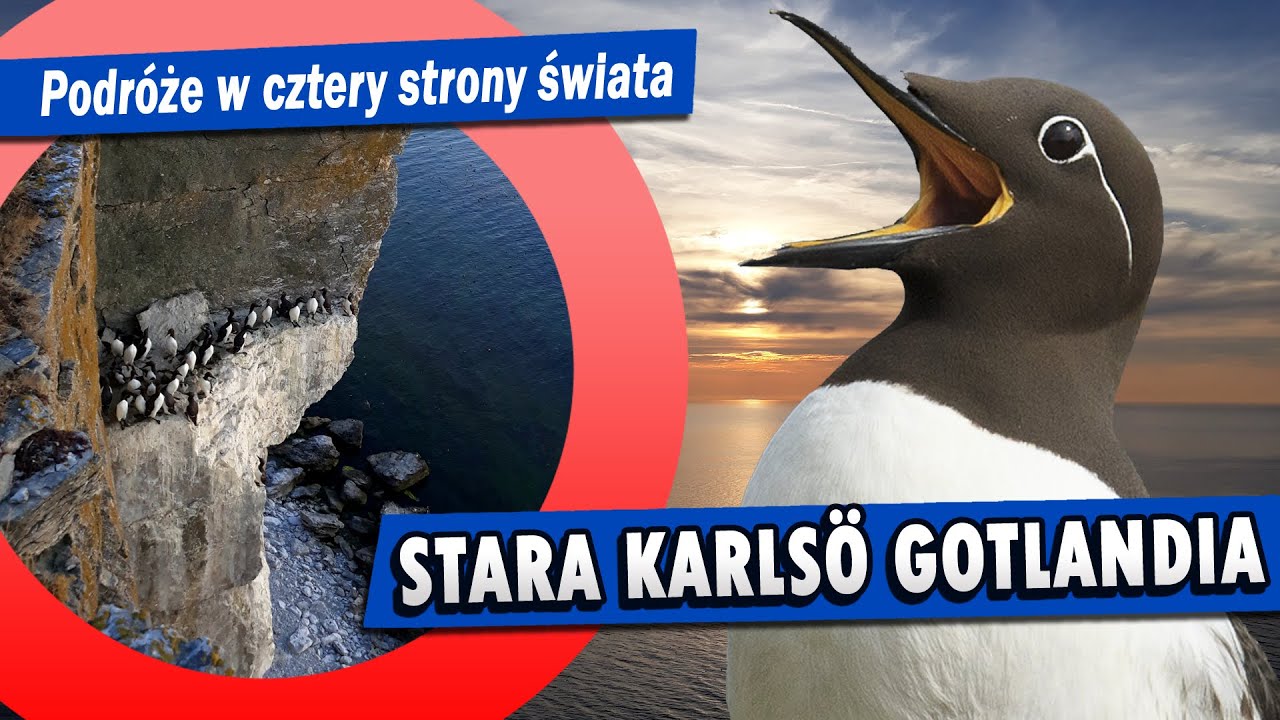 Gotlandia i rezerwat ptaków Stora Karlsö