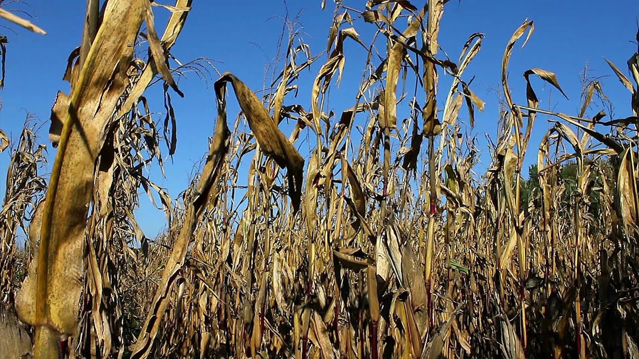 Dry Crops Blowing In The Wind. Stock Footage