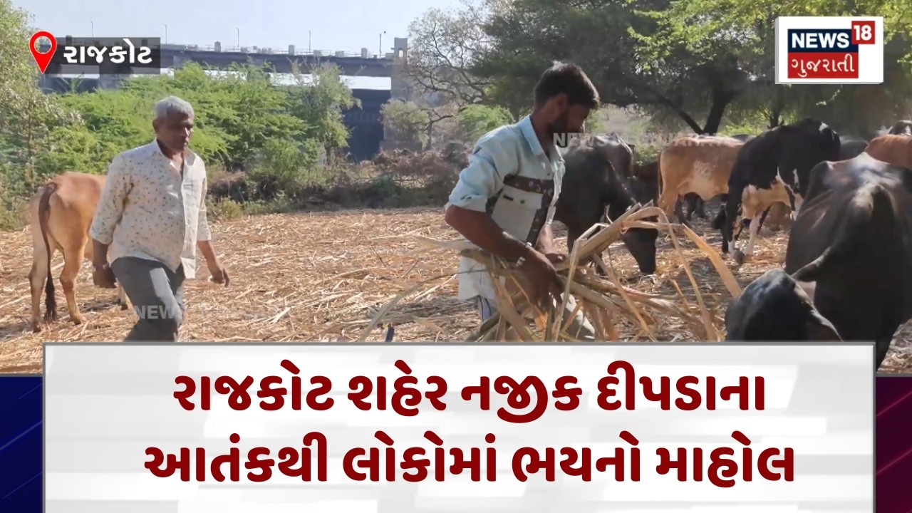 Rajkot Wildlife News | દીપડાના ત્રાસથી પશુપાલકોમાં ફફડાટ | Gujarati Samachar  | N18V