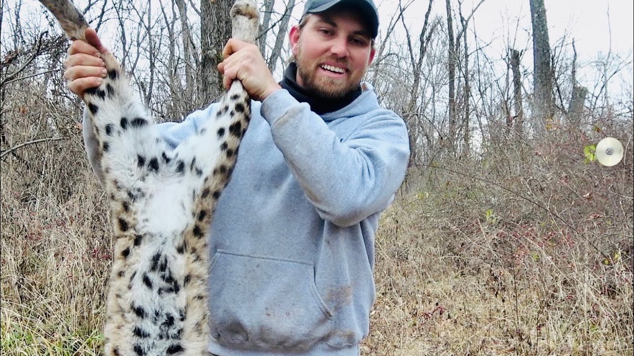 My First LEGAL BOBCAT. (7 Years in the Making)