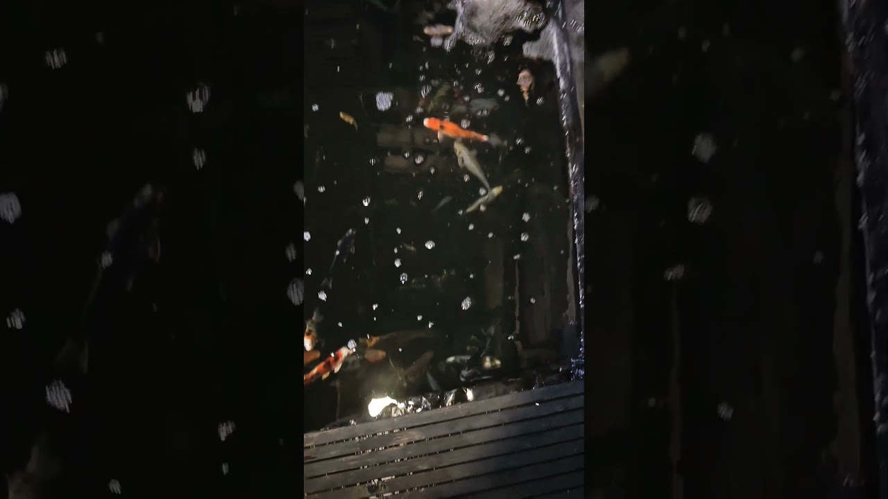 WE HAVE A FULLY RUNNING SUPER BUDGET GROW ON POND WITH KOI 