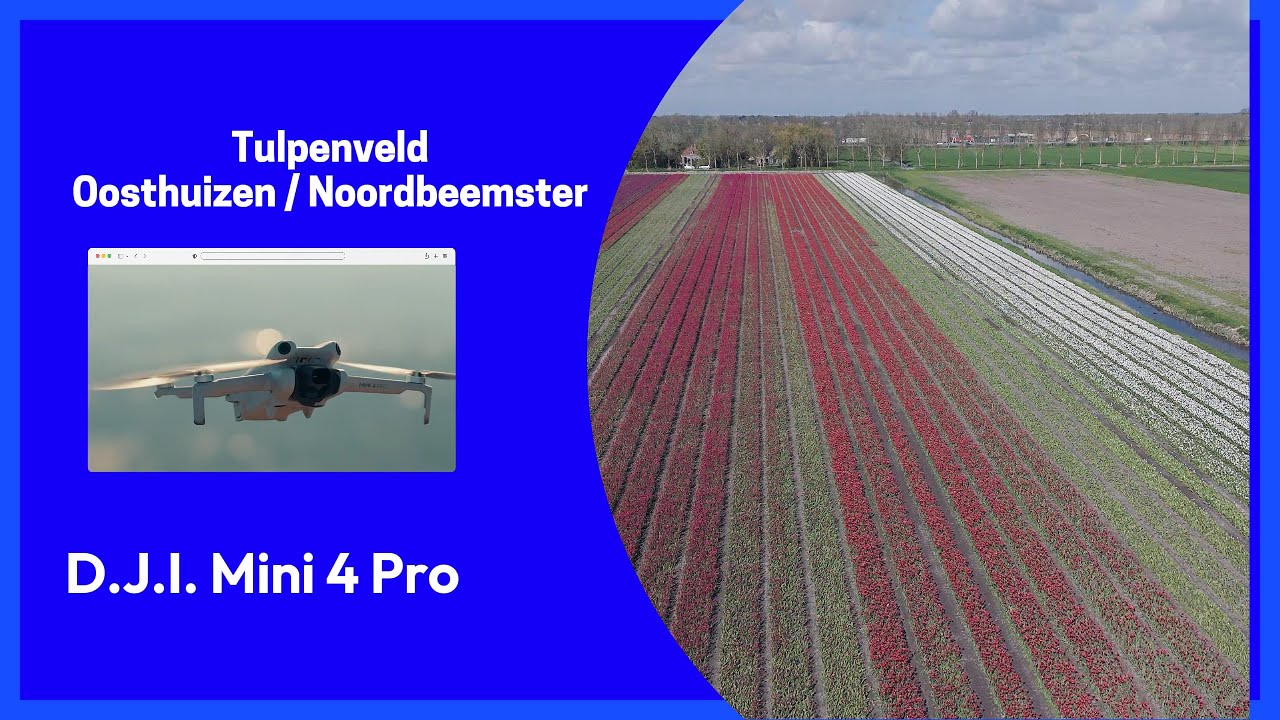 Tulpenveld Oosthuizen  Noord Beemster